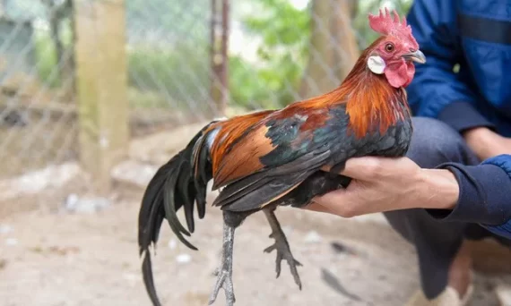 Gà Rừng và Gà Thuần phân biệt ra sao ? 7 ga thuan