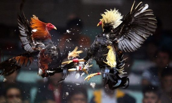 Giải đá gà nổi tiếng và uy tín nhất hiện nay ? 1 giai dau da ga