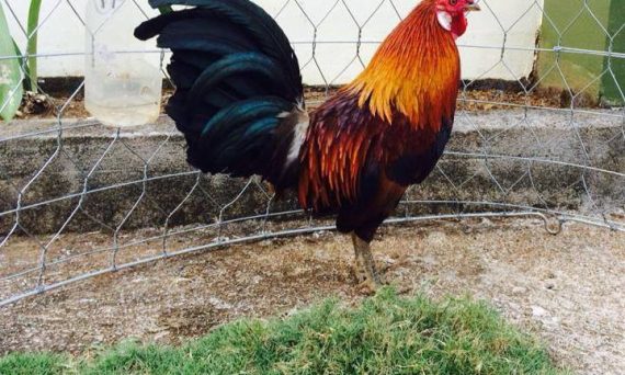 Miễn Dịch Cho Gà Đá cần phải biết các tiêu chí đặc biệt 1 mien dich ga da