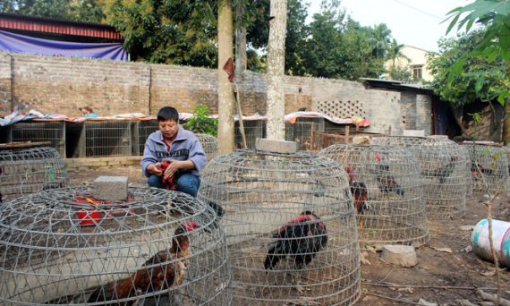 Nuôi gà đá thời hiện đại cần biết đầy đủ những điều này 15 nuoi ga da