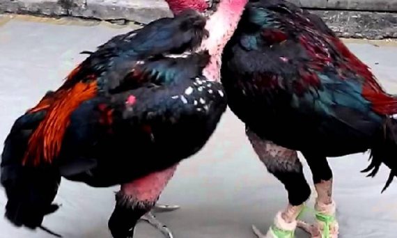 Luyện chân gà đá cứng cáp để hạ đối thủ thật nhanh 24 tap chan ga da