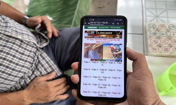 Xem đá gà và cá cược trên điện thoại đang hot nhất hiện nay 13 xemdaga dt