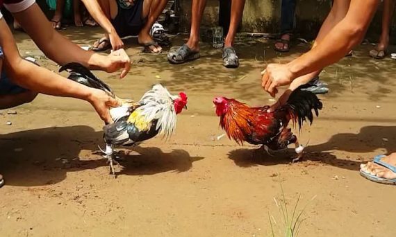 Thời kỳ gà đá đỉnh cao của là khi nào? 24 Thoi ky ga da dinh cao1