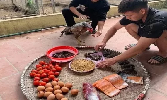 Mồi gà đá chuẩn nhất dành cho gà chiến 10 cach vo moi cho ga da