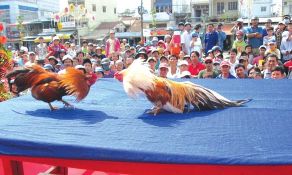 Chơi đá gà nên làm 10 điều này để gặp may mắn 1 choidaga truc tiep