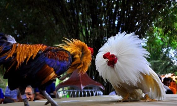 Cược đá gà đều tay và quản lý vốn hợp lý ? 4 cuoc da ga