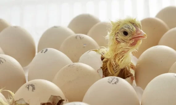 Cách ấp trứng gà đá theo 6 tiêu chuẩn hiệu quả nhất 27 ky thuat ap trung ga