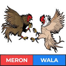 Meron và Wala khi chơi nên cược cửa nào ? 4 meron wala vn