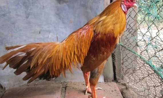 Thuần gà đá để có được một chiến kê siêu hạng 7 thuan ga da cua