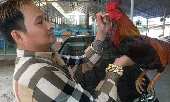 Trại gà đá nổi tiếng miền nam Mít trà cú có gì đặc biệt 1 trai ga mit tra cu