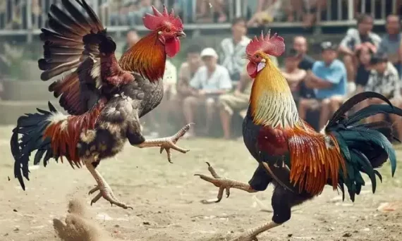 Trình đá gà muốn cao phải học những bí quyết này 18 trinh da ga thomo