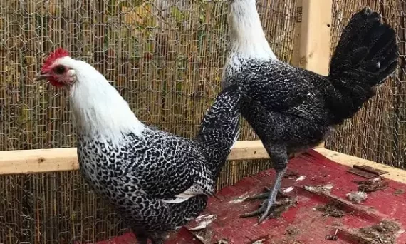 Gà Ai Cập Fayoumi giống gà siêu trứng số 1 thế giới 13 Ga Ai Cap Fayoumi