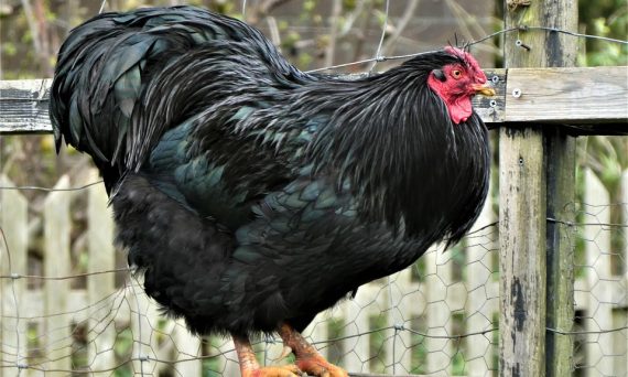 Gà Australorp giống mang lại sản lượng trứng top 1 4 Ga Australorp1