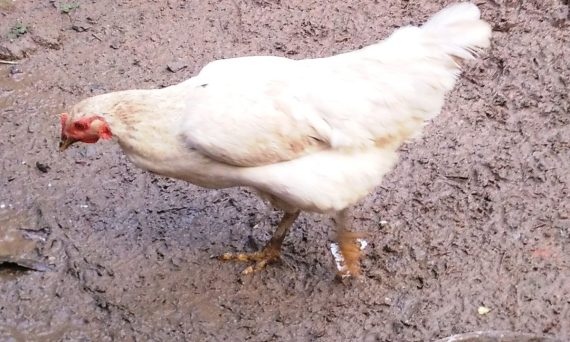 Gà BE giống gà thịt cao sản đáng nuôi 19 Ga BE