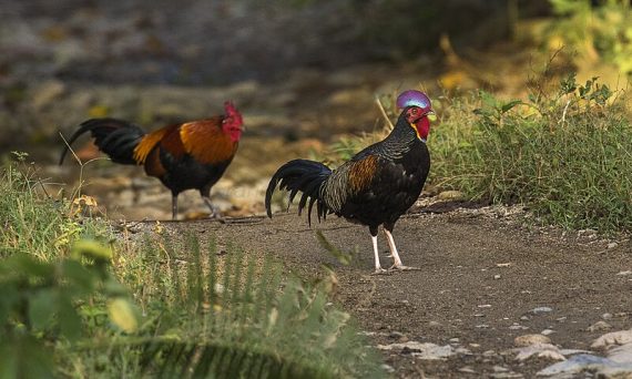 GÀ BEKISAR - GIỐNG GÀ RỪNG LAI ĐẶC BIỆT NHẤT 7 Ga Bekisar 1