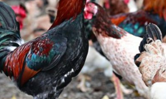 Gà Cobb quá nhiều đặc tính tốt để nuôi 16 Ga Cobb