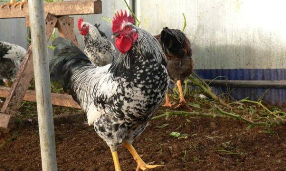 Gà Dekalb – Giống thương phẩm lấy trứng số 1 trên thế giới 27 Ga Dekalb1