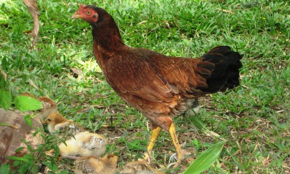 Gà Kampong chính là giống gà lai Indo và Malai thịt siêu ngon 1 Ga Kampong