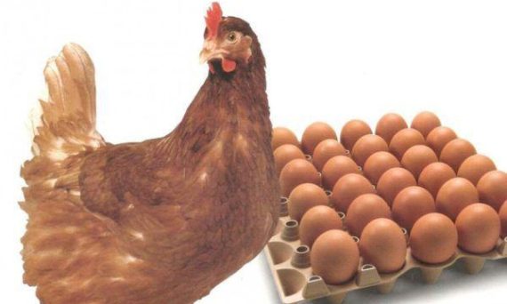 Gà Shaver sản lượng trứng đáng gờm trong các giống gà 24 Ga Shaver san luong trung dang gom trong cac giong ga