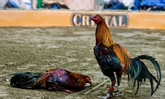 Gà chọi Pêru thần kê chiến tướng mọi trường đấu 10 Ga choi Peru