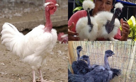 Gà cổ trụi mang giá trị thương phẩm cao top 1 1 Ga co trui