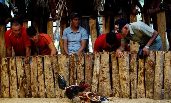 Gà chọi Cubalaya mang nét đẹp bản sắc dân tộc 16 choi ga cuba