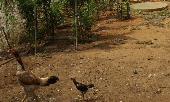 Gà Kabir là giống gà thả vườn siêu đỉnh 16 ga kabir