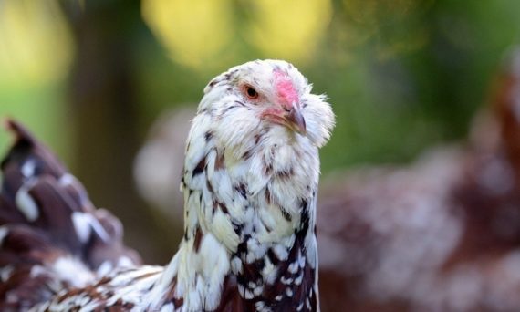 Gà Orloff giống gà nổi tiếng từ nước Nga 7 ga nga