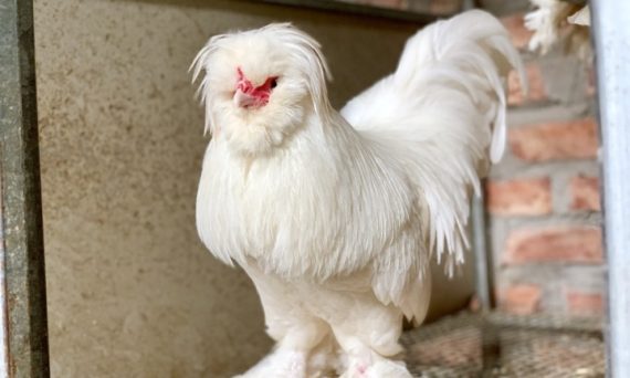 Gà Sultan – Giống gà trắng làm kiểng siêu độc lạ 7 ga sultan 1 1