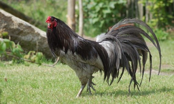 Gà chọi Satsumadori giống chiến kê đỉnh cao Nhật Bản 25 Blauwe sumatra 1