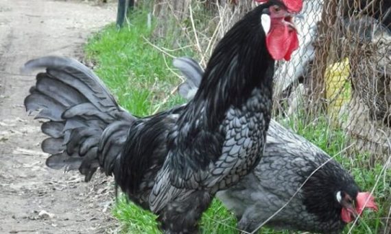 Gà Andalusia giống gà nổi tiếng khu tự trị Tây Ban Nha 22 Ga Andalusian1