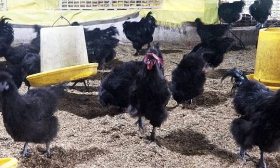 Gà Hắc Phong được đánh giá cao về năng xuất thịt và trứng 1 Ga Hac Phong