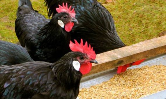 Gà Minorca ngoại hình đặc biệt sắp tuyệt chủng 25 Ga Minorca