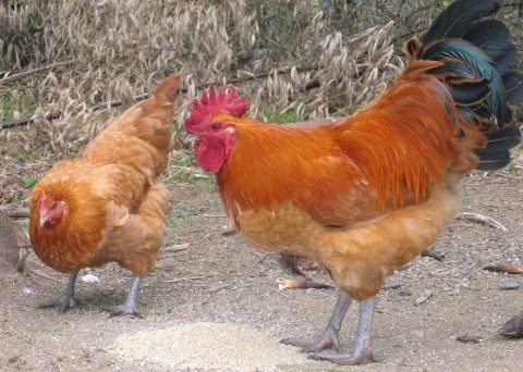 Gà Nagoya một giống gà thương phẩm cao thả vườn Nhật Bản 28 Ga Nagoya