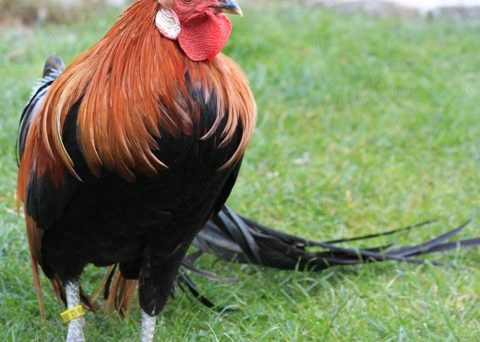 Gà Ohiki là giống gà kiểng đuôi dài độc lạ Nhật Bản 19 Ga Ohiki ga duoi let hay Vi due ke