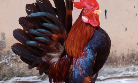 Gà Serama giống gà chơi kiểng độc đáo từ Mã Lai 28 Ga Serama