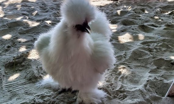 Gà lông xù siêu đẹp giá siêu đắt đỏ đến từ Trung Quốc 4 Ga long xu