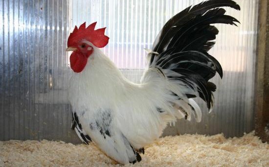 Gà Chabo 1 giống gà tre kiểng siêu đẹp và đáng nuôi 13 chapo1