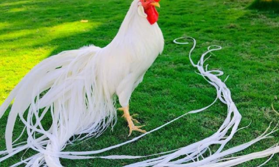 GÀ ONAGADORI: GIỐNG GÀ KIỂNG ĐUÔI DÀI ĐẸP TOP 1 NHẬT BẢN 16 ga Onagadori 1