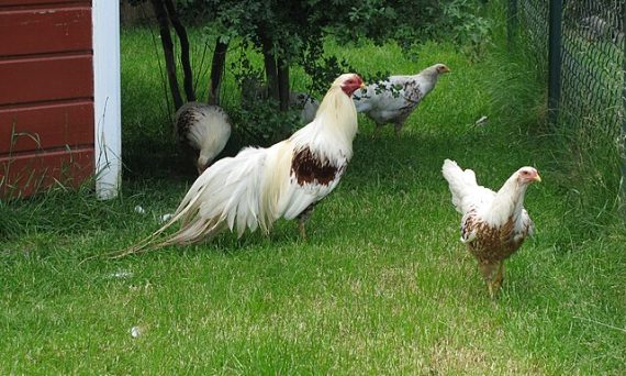 Gà Yokohama chính là giống gà kiểng đuôi dài siêu đẹp 19 ga Yokohamahu