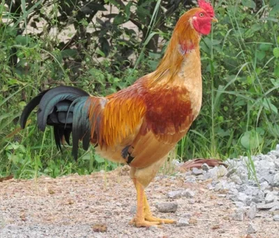 Gà Lương Phượng mang lại giá trị kinh tế cao của Trung Quốc 10 ga luong phuong