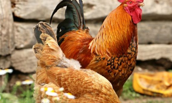 Gà Tam Hoàng mệnh danh giống gà đa dụng năng suất 7 ga tam hoang