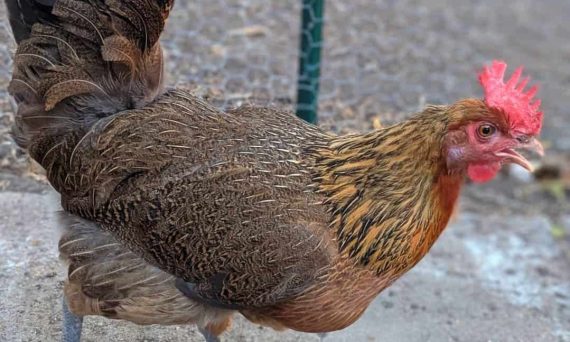 Gà Pennedesenca giống gà thả vườn Tây Ban Nha siêu thịt 28 penedesenca1