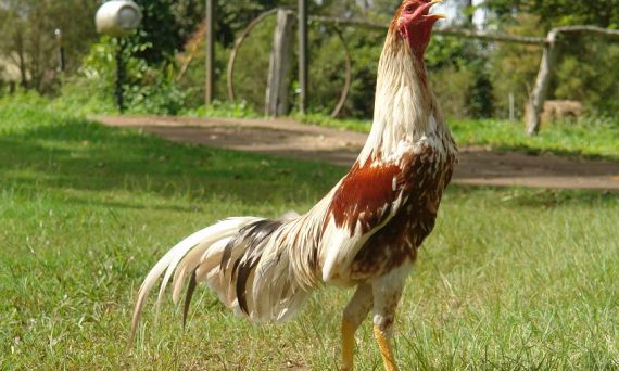 Gà Shamo chuẩn giống quân kê số 1 Nhật Bản 22 shamo1