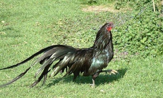 GÀ SUMATRA là giống chiến kê thật đa dụng số 1 25 sumatra bantam01