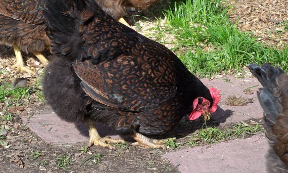 Gà Barnevelder giống gà Hà Lan lai đặc biệt của Âu và Á 16 Barnevelder 18