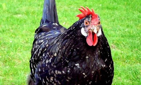 Gà Ancona giống gà đến từ Anh Quốc khá đa dụng 22 Ga Ancona 1