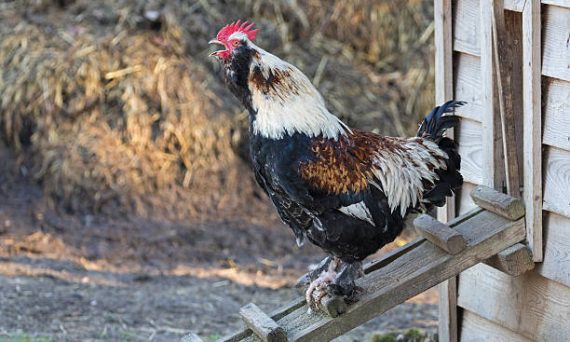 Gà Faverolles - Giống gà ngoại hình to lớn đến từ Pháp 4 Ga Faverolles