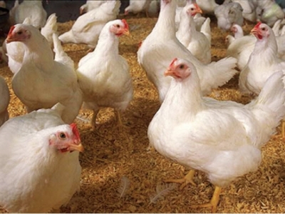 Gà Hybro một giống gà công nghiệp chuyên nuôi thịt 7 Ga Hybro