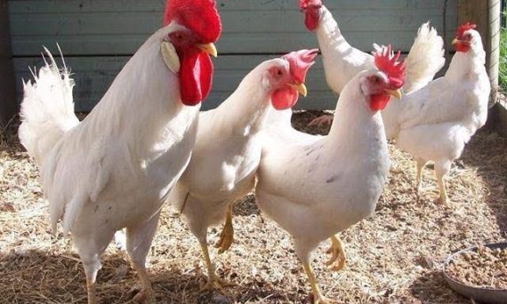 Gà Leghorn giống gà đẻ trứng kỷ luật đến từ Ý 19 Ga Leghorn